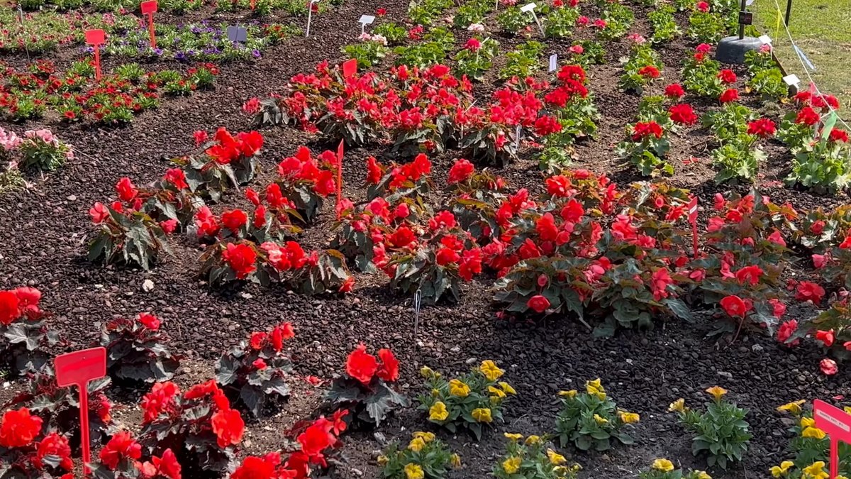 A bed of red bedding plants with yellow