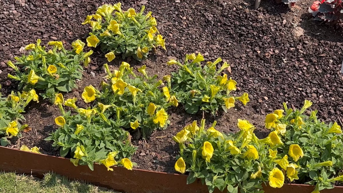 A bed of yellow petunias behind rusted metal