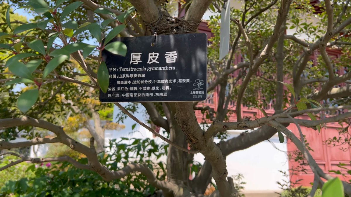 A black plant label mounted under a tree