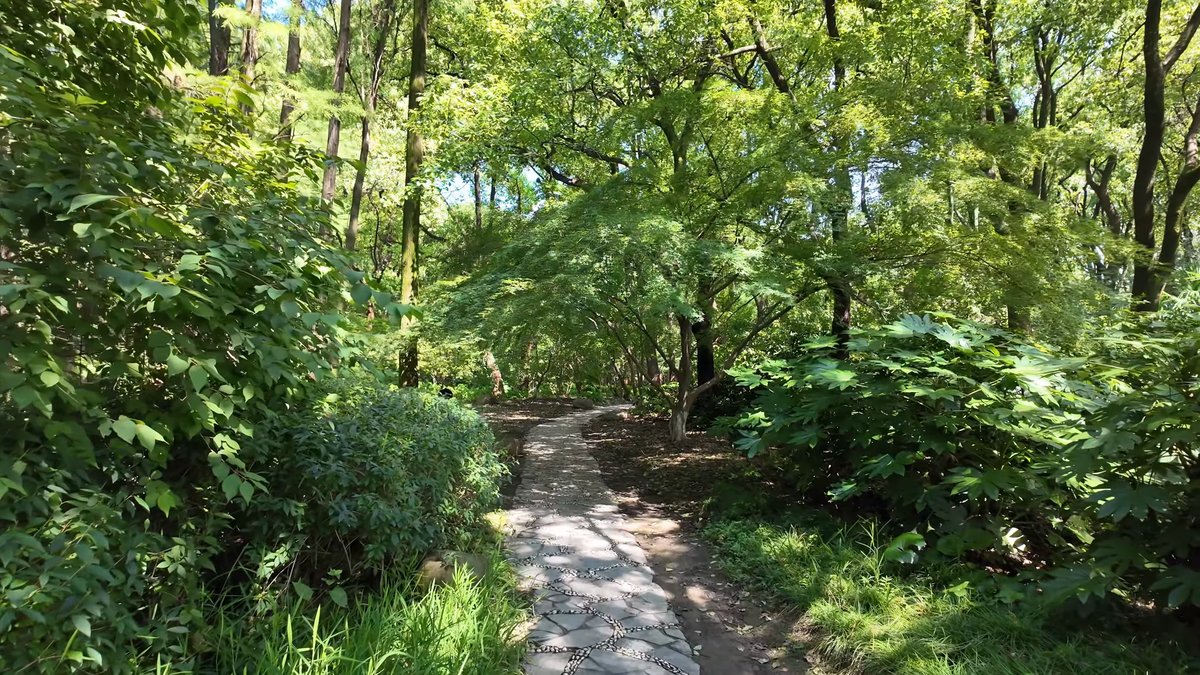 A dirt path narrowing into thick green undergrowth.