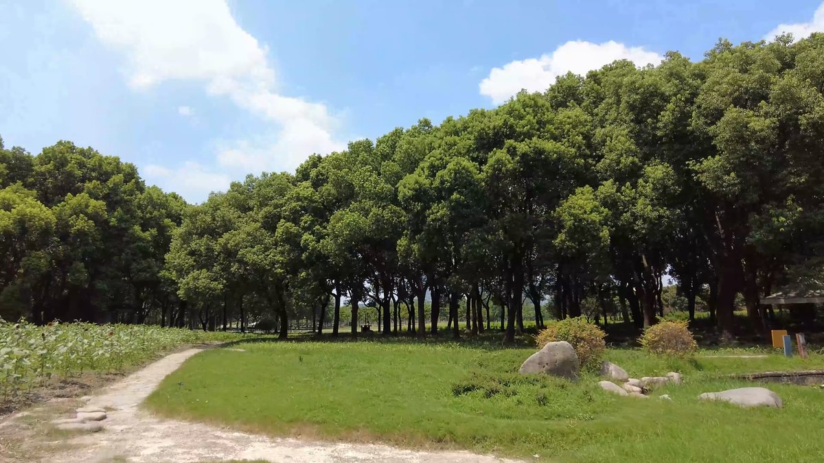 A grassy slope rising to a belt of