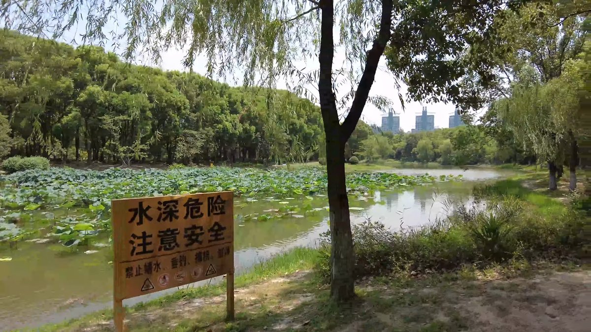 A lotus-covered inlet with a yellow warning board