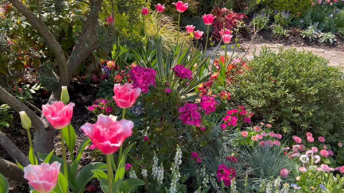 A mixed spring bed of pink tulips with