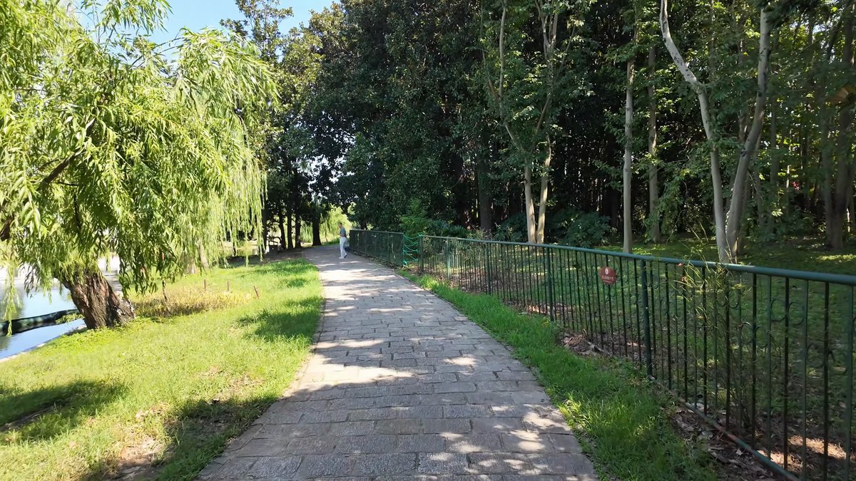 A path beside a black iron railing, willow