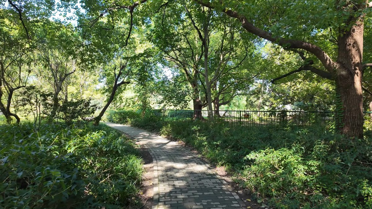 A path pressed close by dense planting on