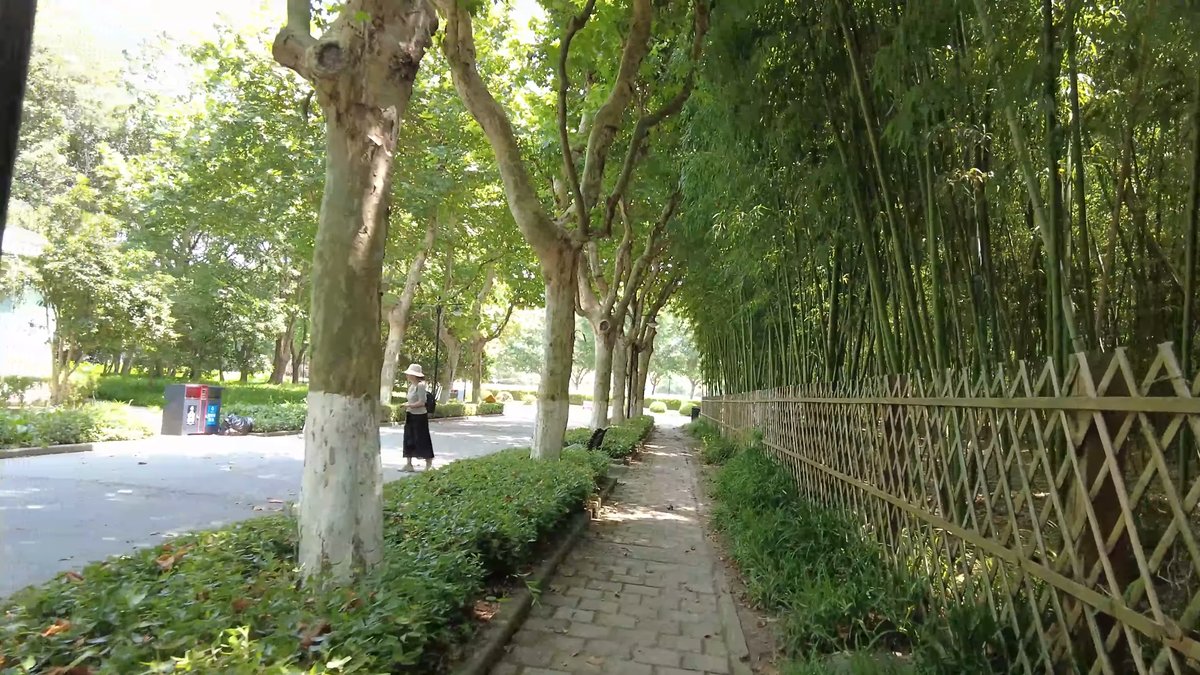 A path running between plane trees with a