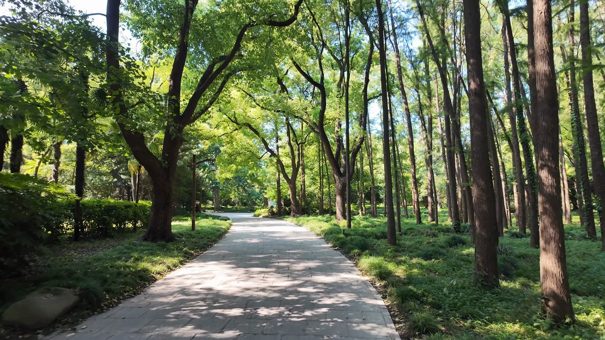 A path running through a grove of tall