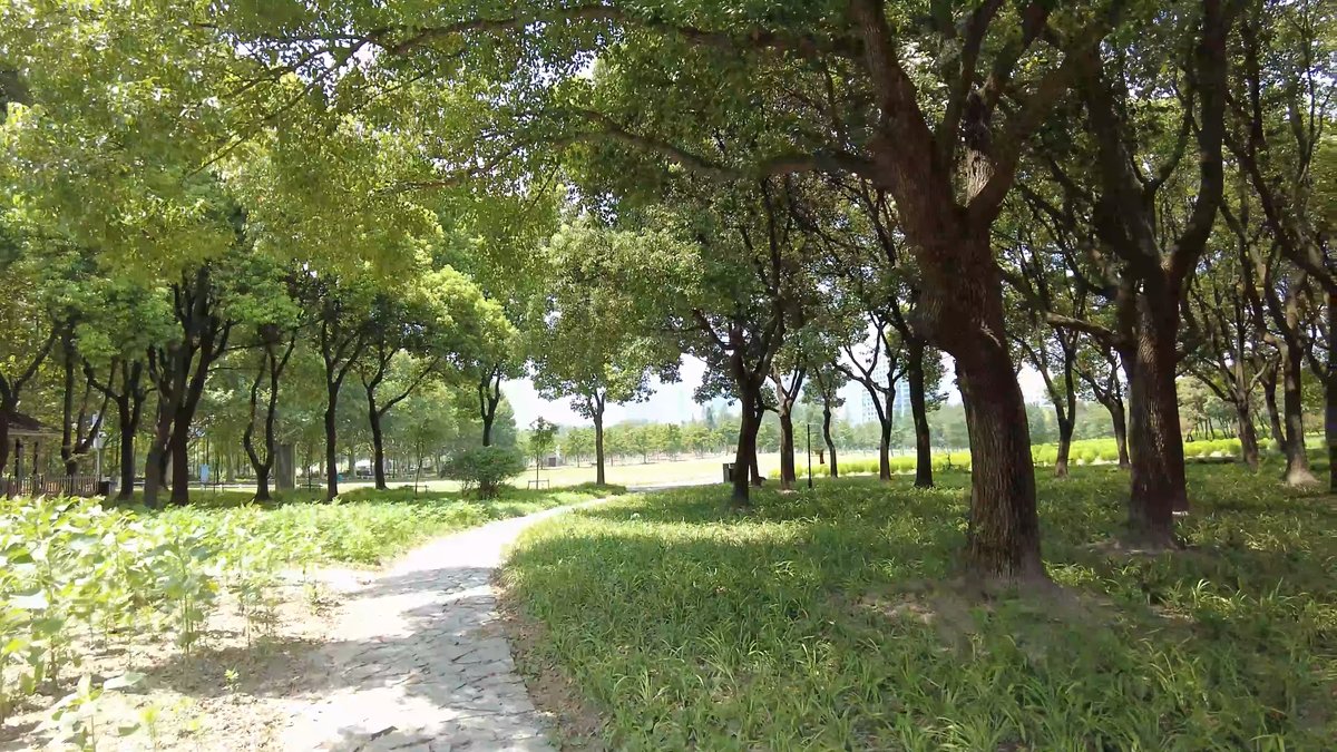 A path running under trees with mown grass