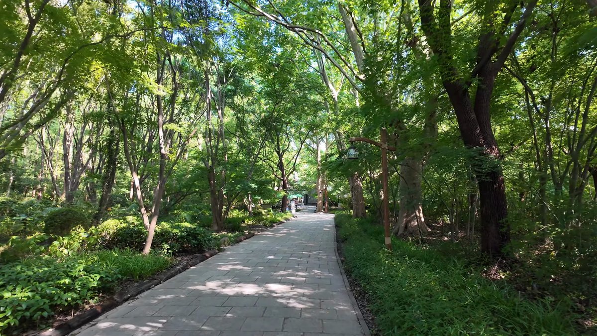 A paved path between trees and shrub borders.