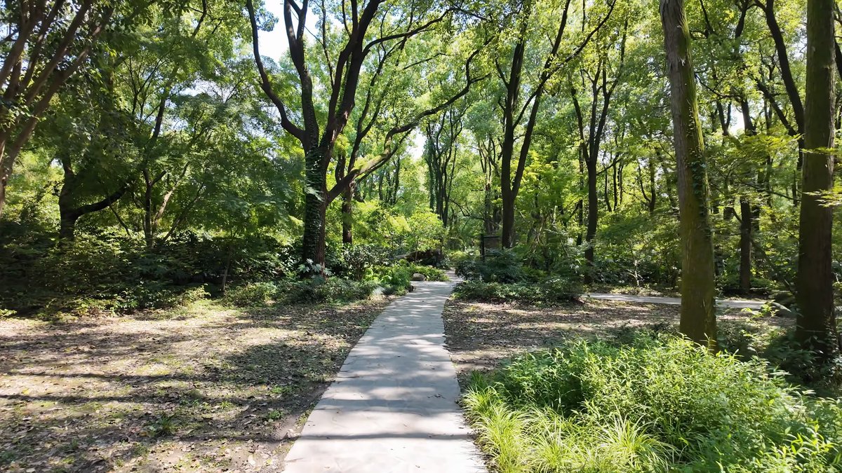 A paved path running between shrub borders under