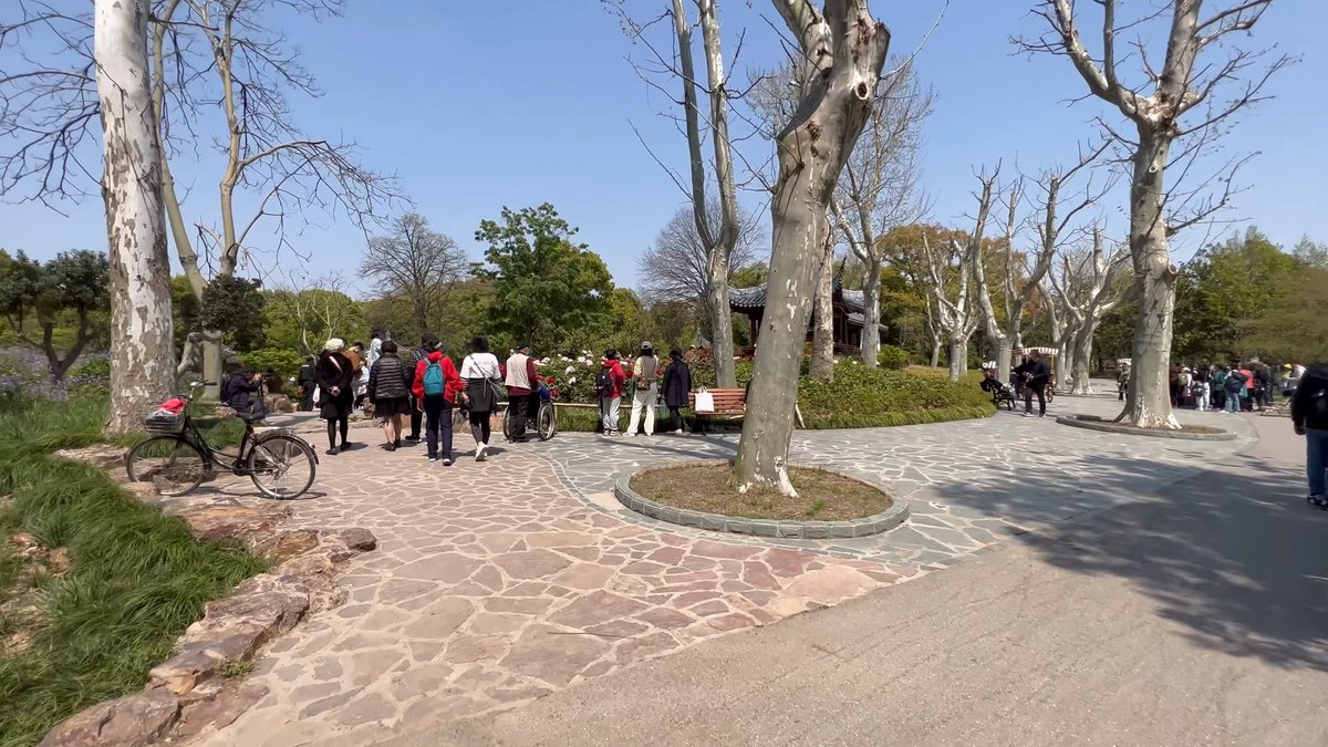 A paved plaza under tall plane trees with