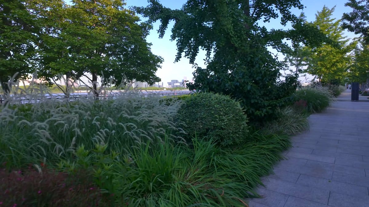 A planted bank of ornamental grasses running beside
