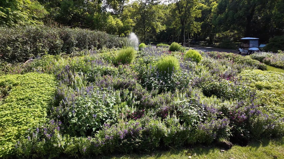 A raised bed planted thick with silvery flowering