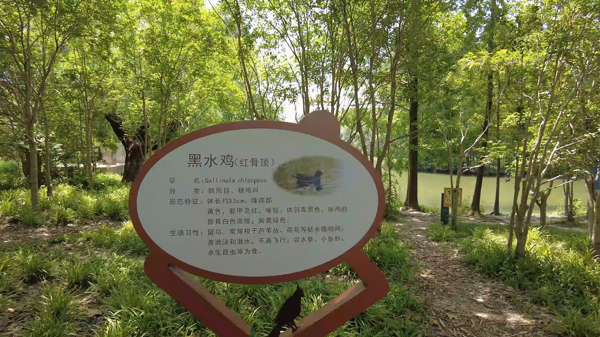 A shaped interpretive sign headed 黑水鸡 describing the