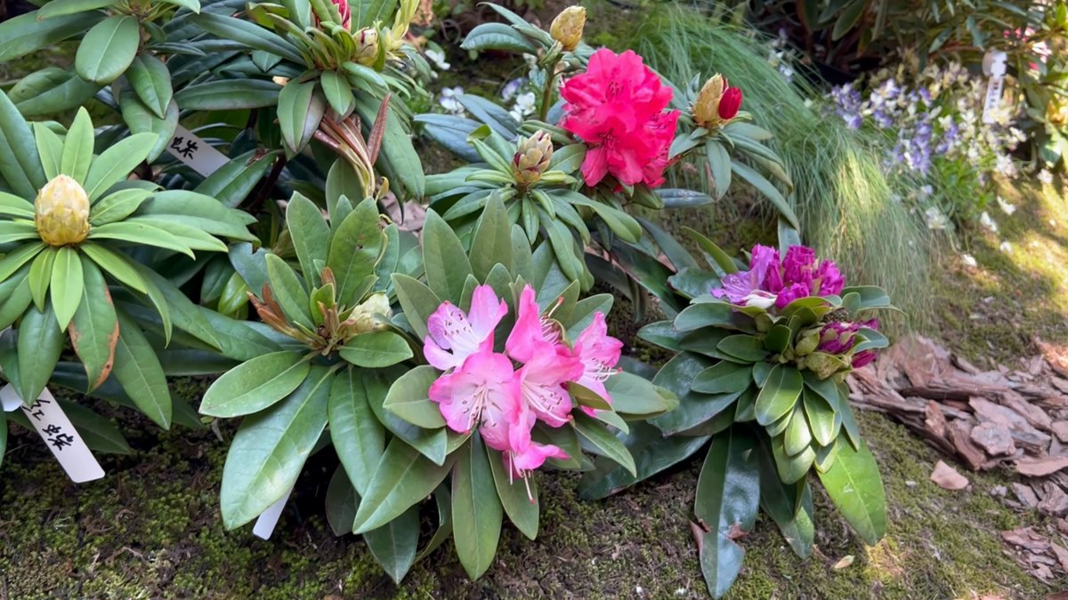 A single pink rhododendron truss with a bud