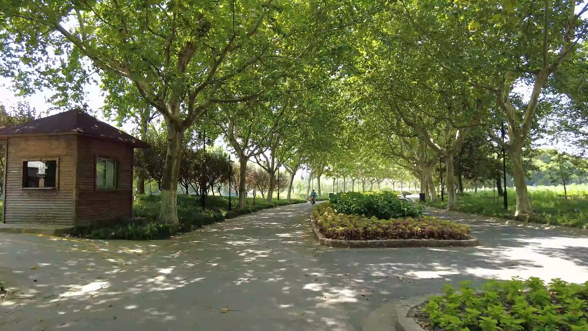 A timber kiosk beside a tree-lined avenue with