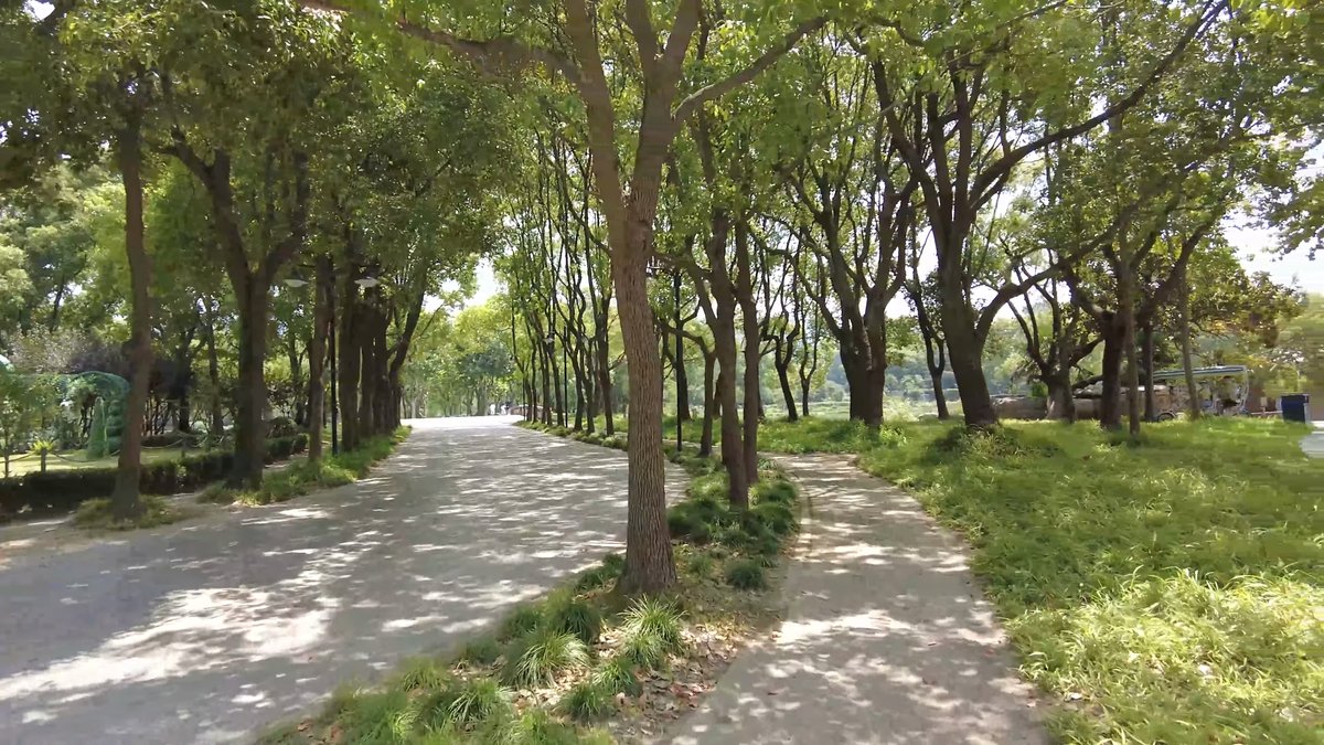 A wide path under trees with grass banks