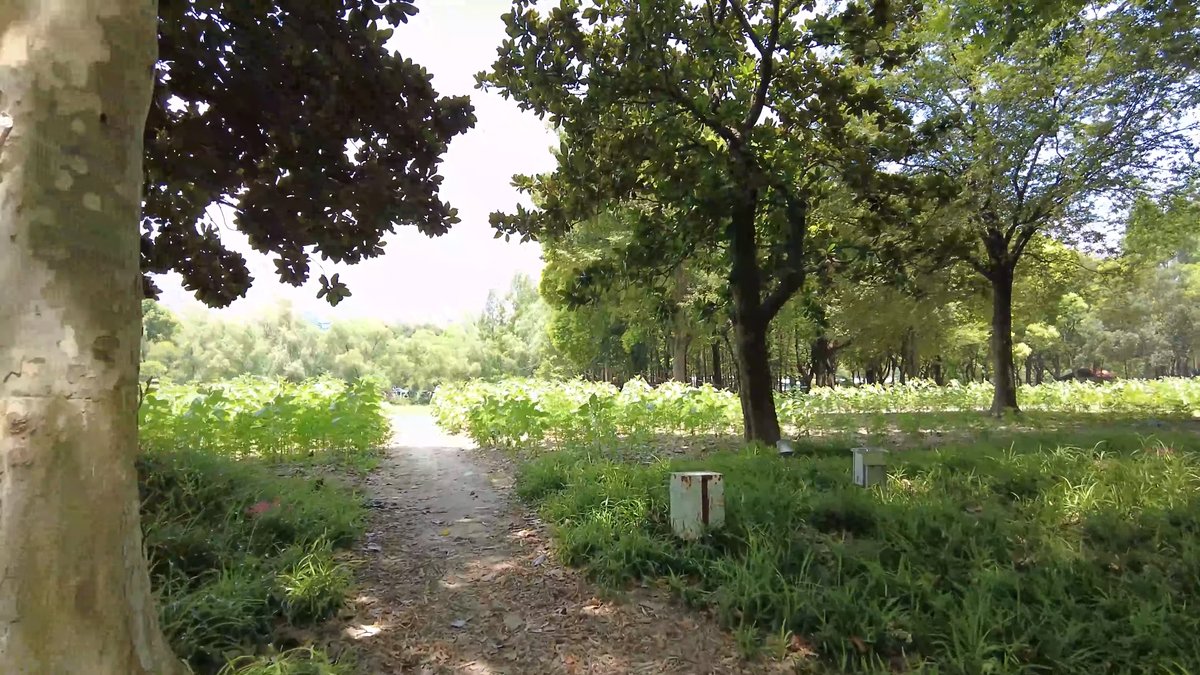 A worn dirt path running through trees and