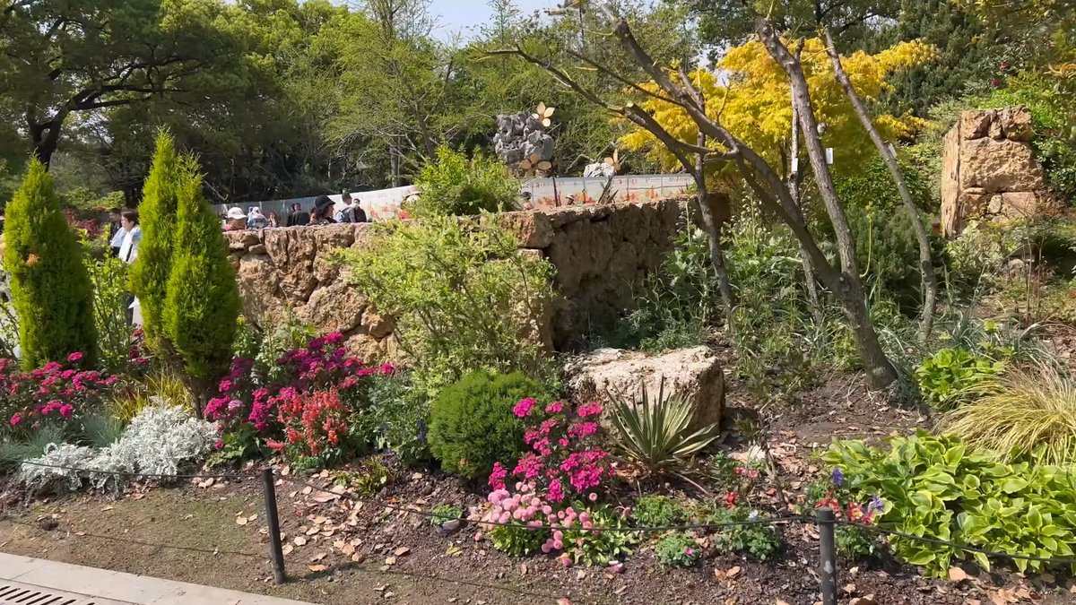 Alpine rock garden with conifers