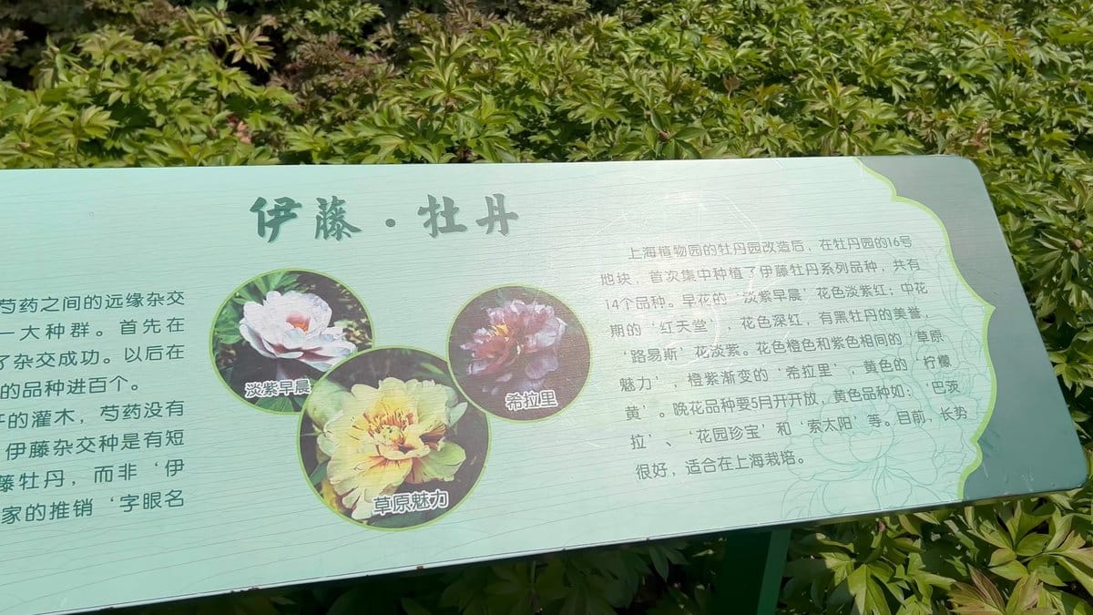 An interpretive board headed 伊藤·牡丹 describing Itoh peony