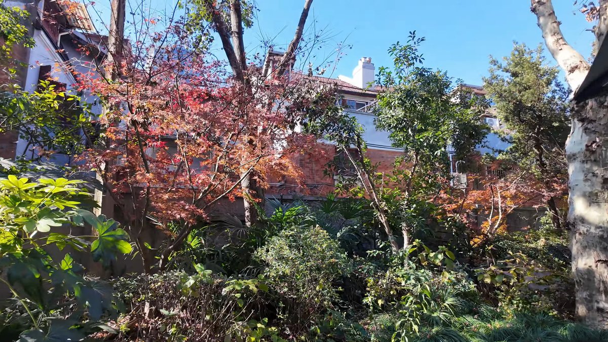 Autumn maples before a villa