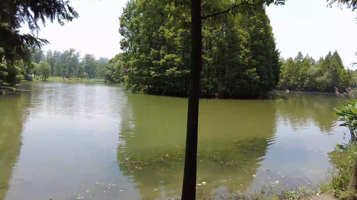 Bald cypress lining the pond