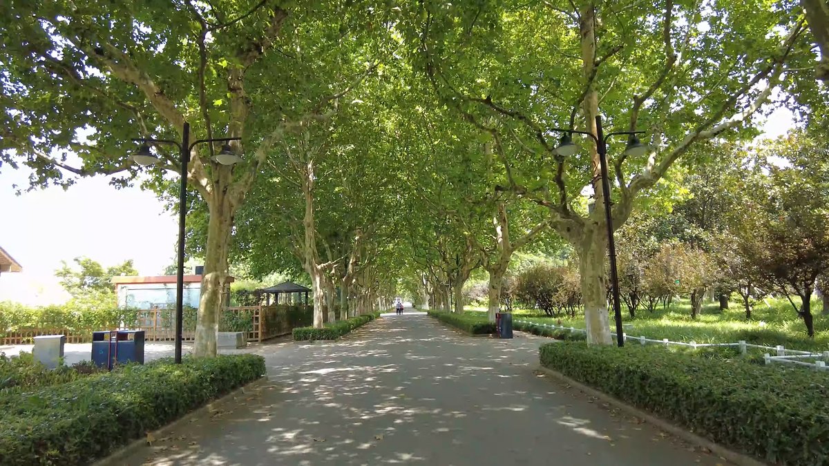 Broad avenue of plane trees