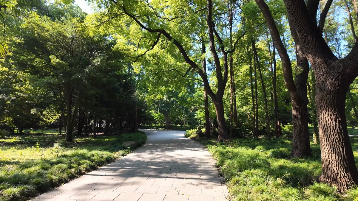 Broad path under spreading park trees
