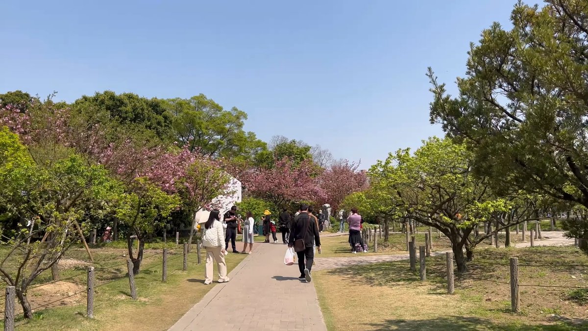 Cherry blossom avenue in spring