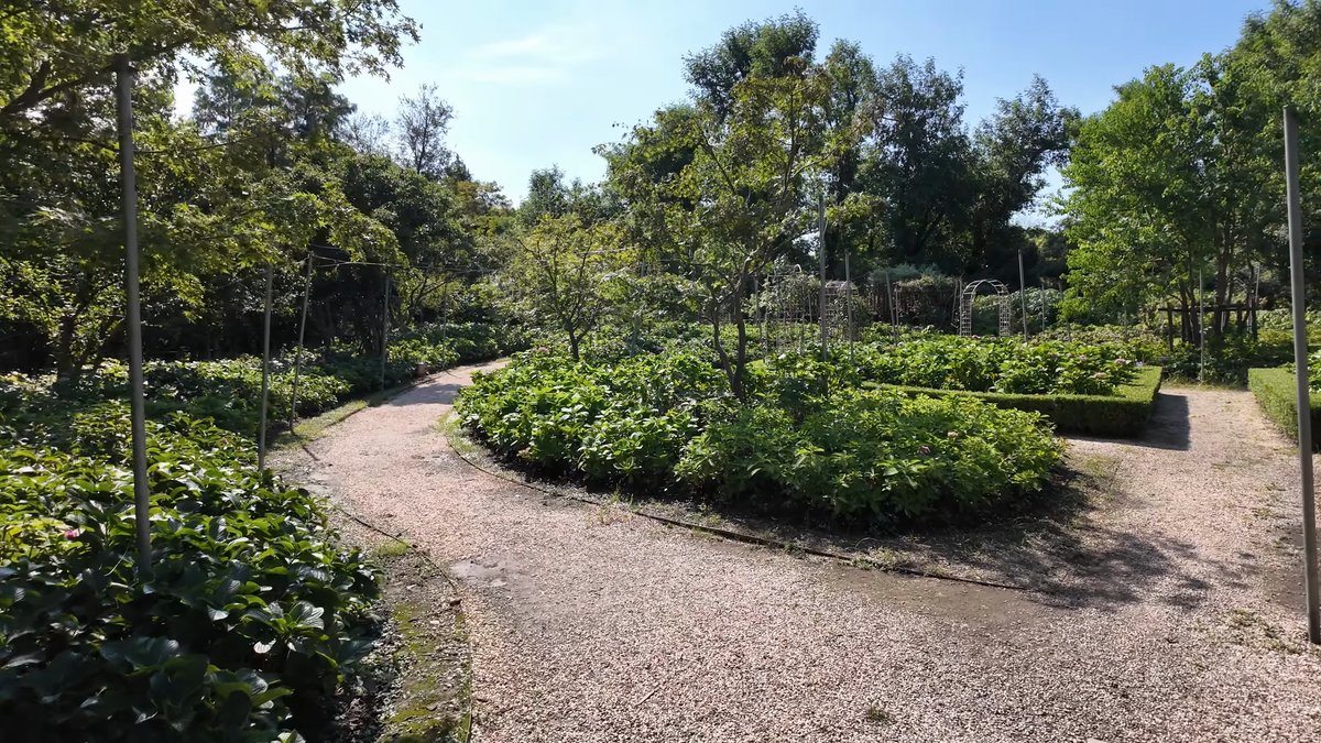 Circular bed of hydrangea bushes