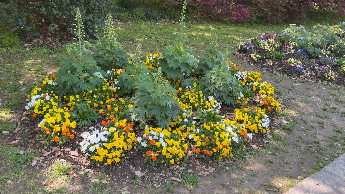 Circular pansy bed in bloom