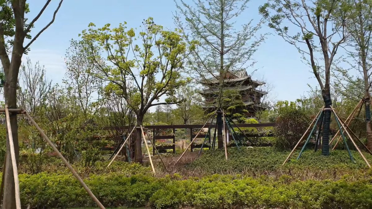 Clipped hedges beneath a tiered pagoda