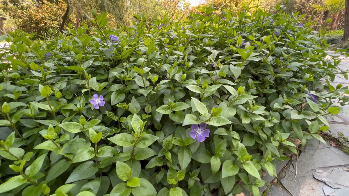 Close on a low shrub carrying small purple