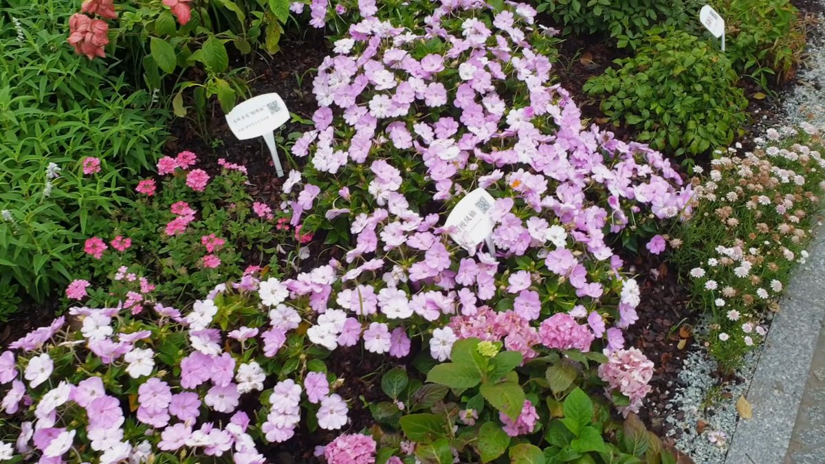 Close on massed pink and white impatiens with