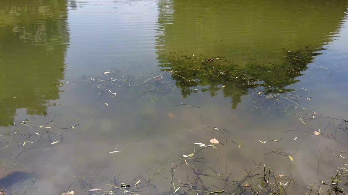 Close on the green pond surface with floating