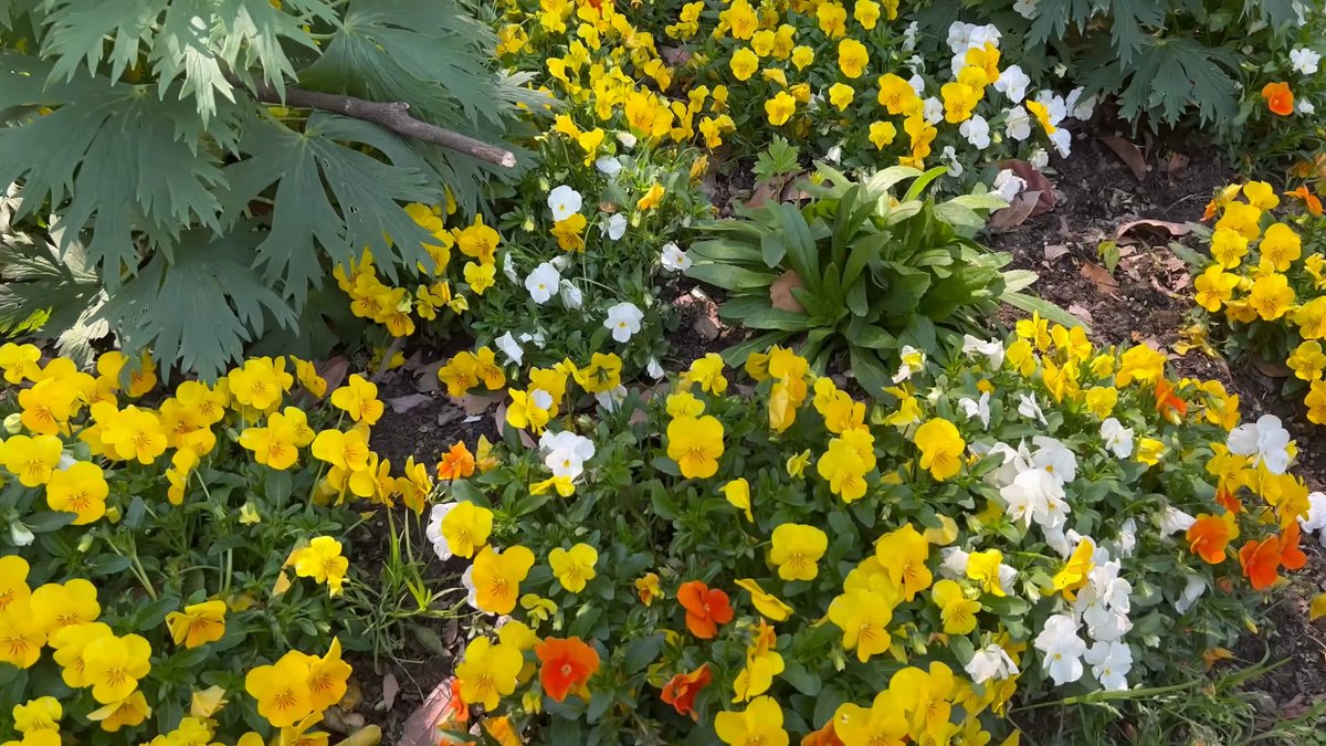 Close on the pansy bedding — yellow, white