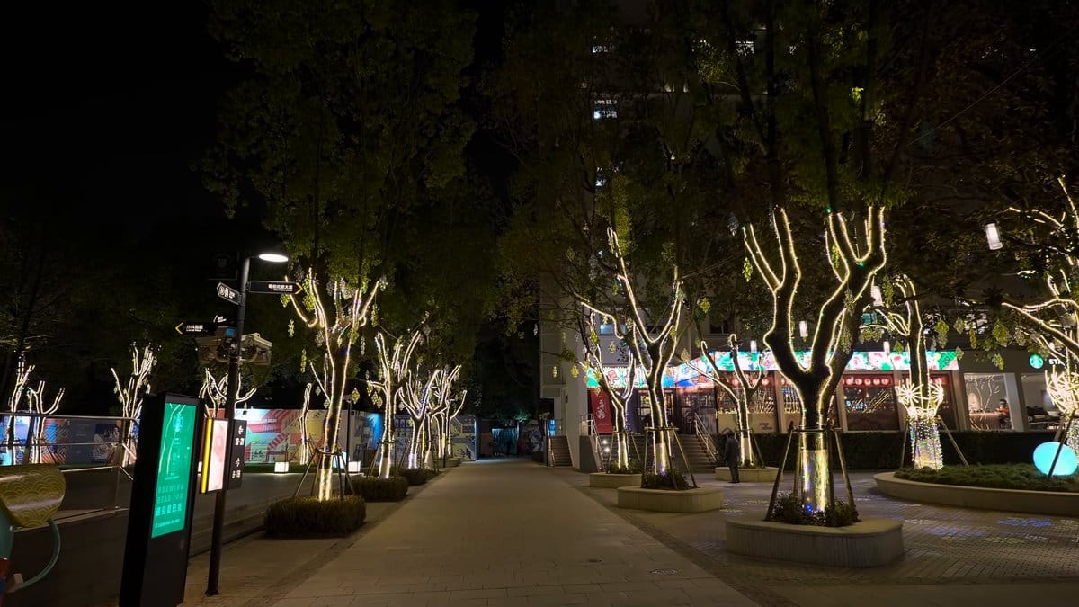 Courtyard of light-wrapped trees