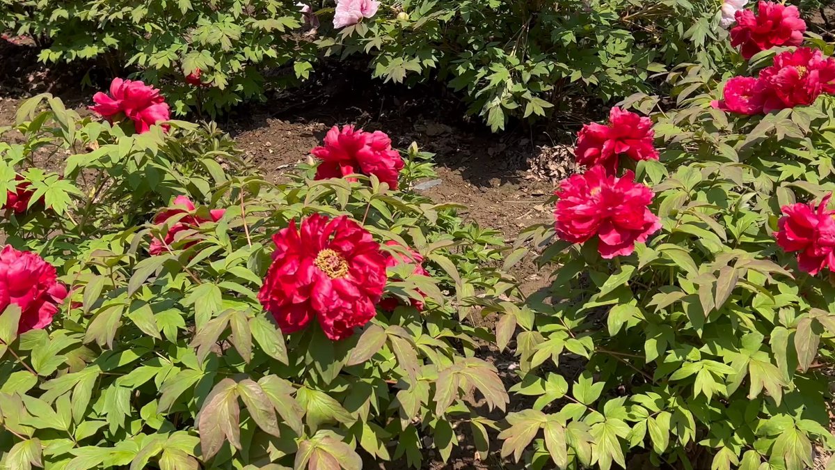 Crimson tree peonies in bloom