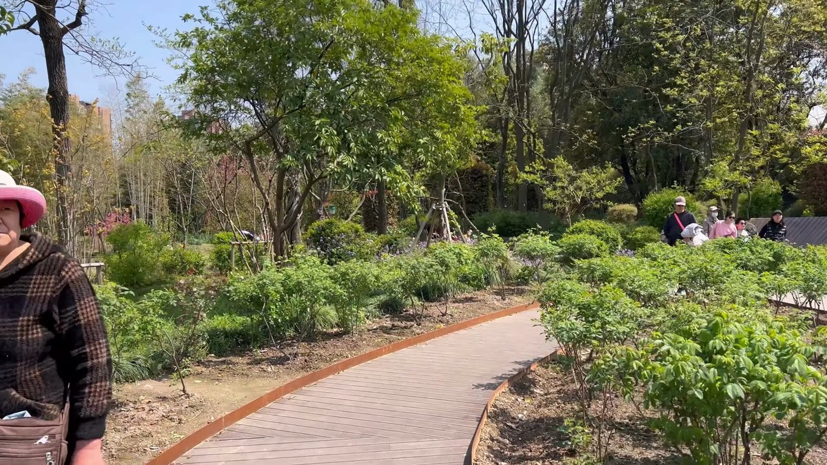 Curved path through rose beds