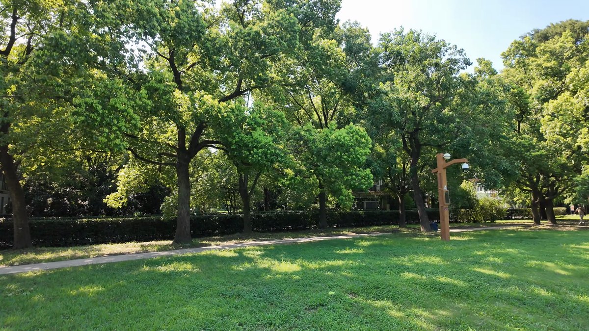 Dappled shade falling across the grass beneath the