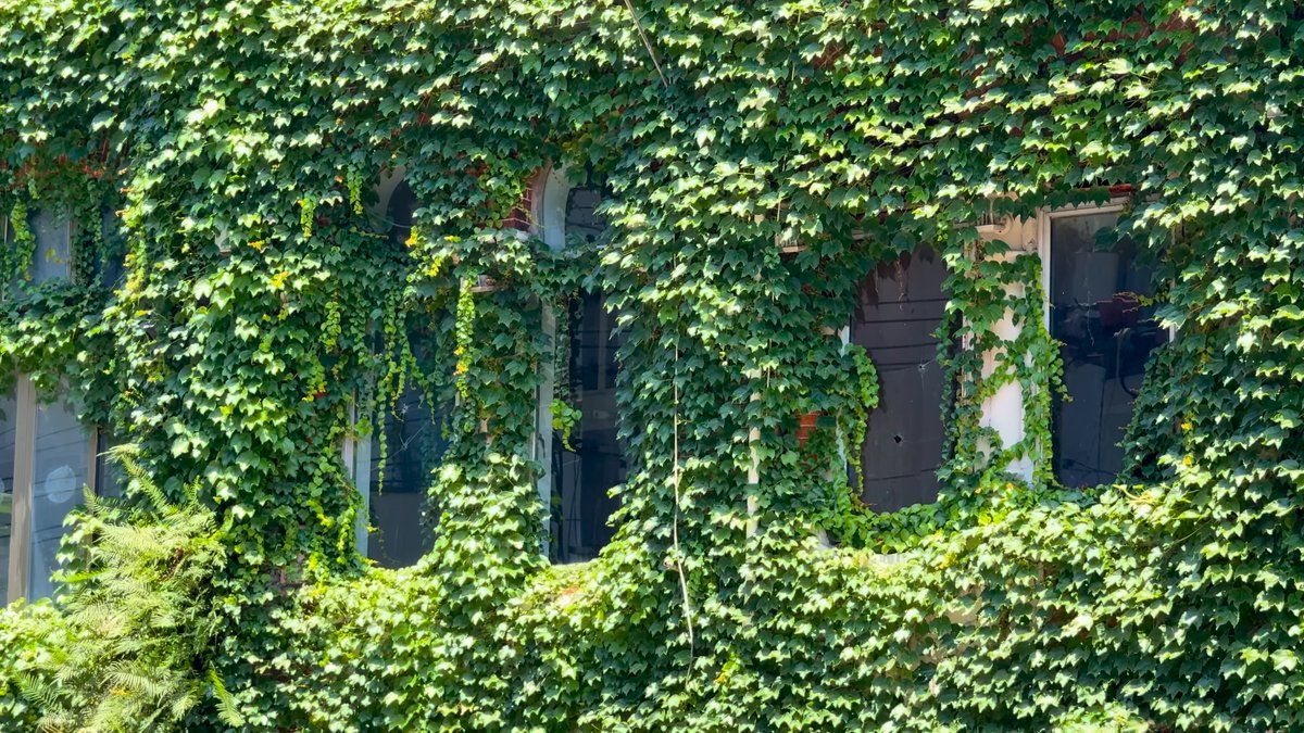 Dense ivy covering a brick facade, the window