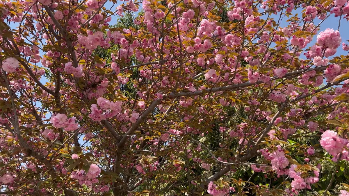 Dense pink cherry blossom canopy