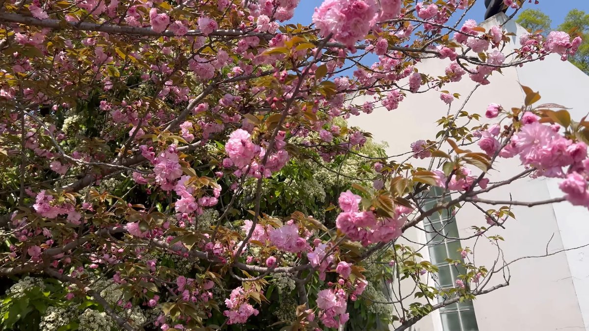 Double pink cherry blossoms close-up