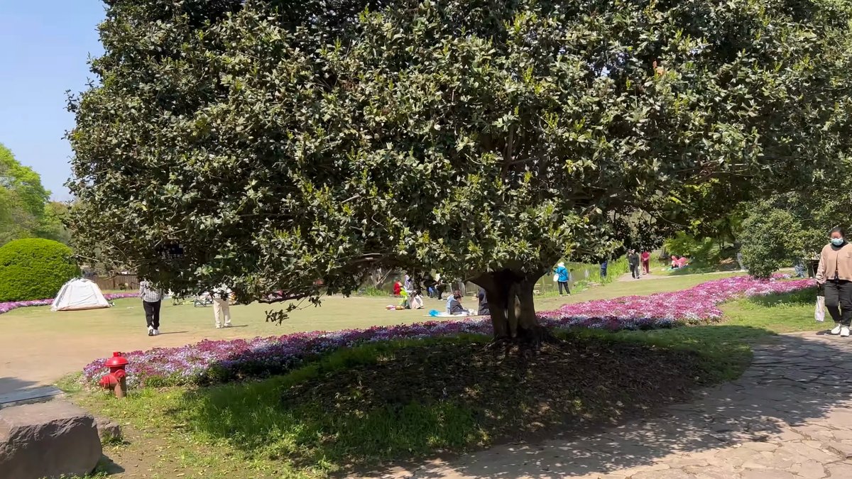 Evergreen tree on mown lawn