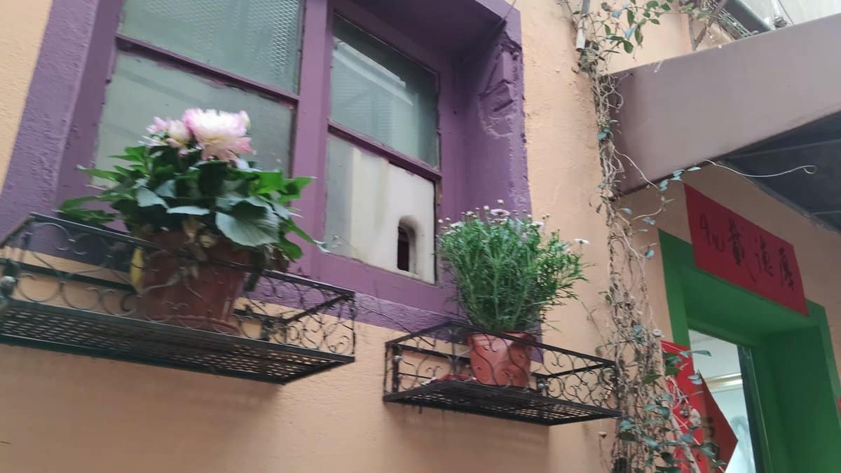 Flower boxes on painted purple wall