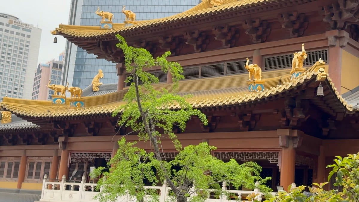 Golden roof behind a pine