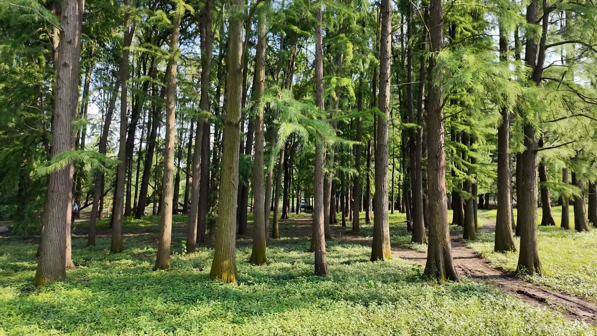 Grass between towering redwood trunks