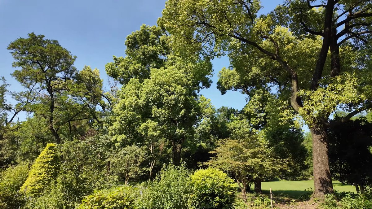 Huge tree canopy against the sky