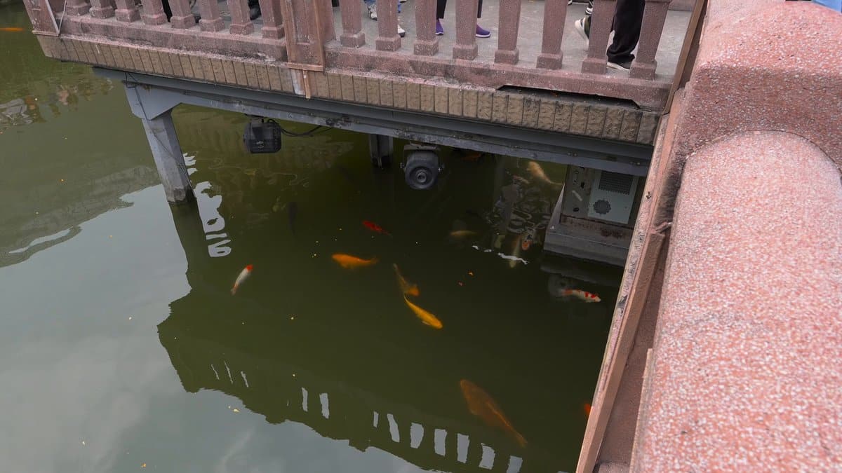 Koi swimming beside the stone bridge