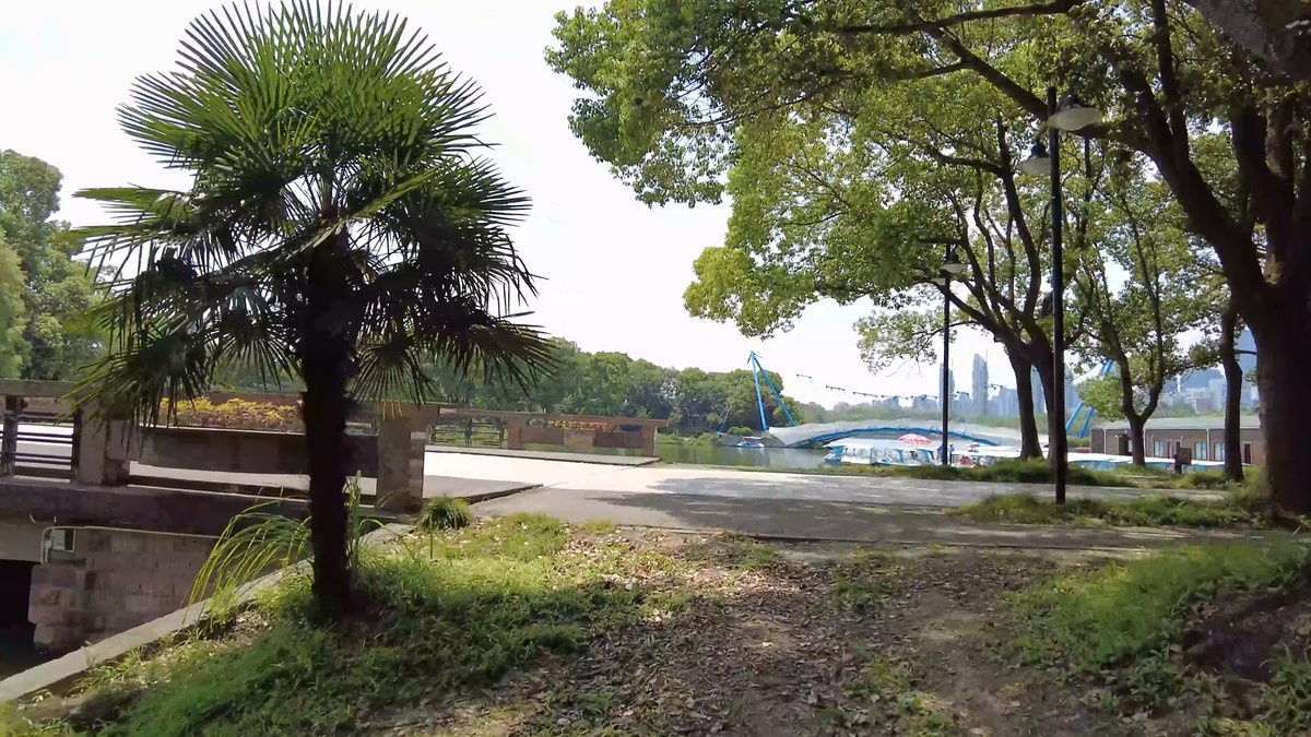 Lakeside terrace with fan palm